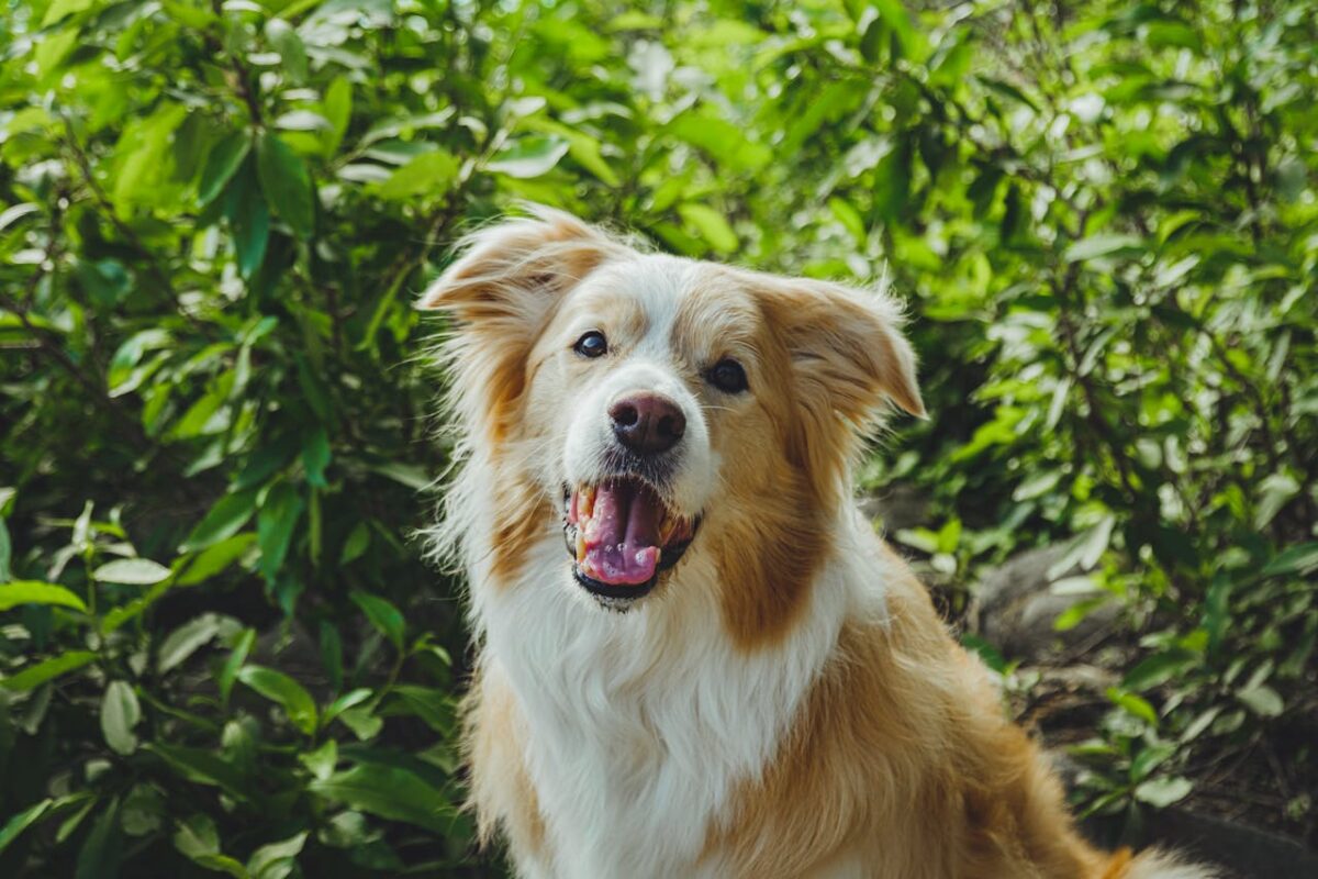 Australian Shepherd dog smiling outdoors in vibrant green foliage, conveying joy and nature's beauty.