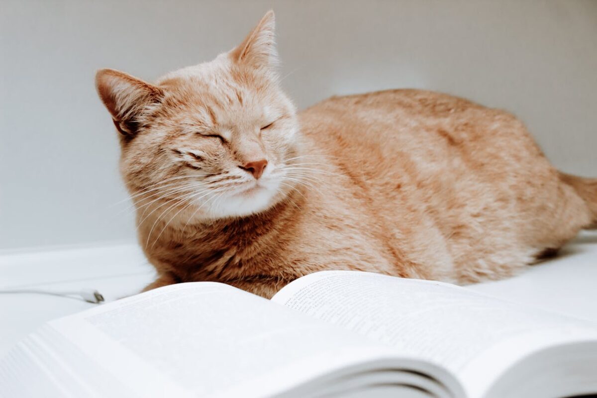 A serene ginger cat resting beside an open book, creating a cozy reading scene.